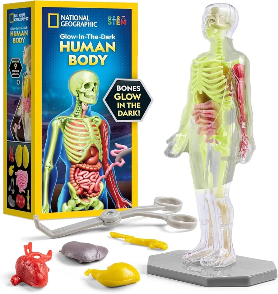 NATIONAL GEOGRAPHIC Glow in The Dark Human Body - Human Body Model for Kids with 28 Removable Bones & Organs, Educational Science Kit, Interactive Anatomy Toys for Boys & Girls