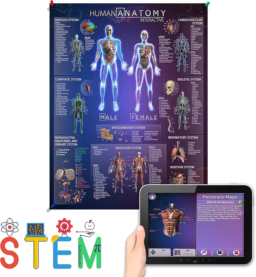 Interactive Laminated Human Anatomy Chart for Kids – Included Augmented Reality Education App – STEM Toy Learning for Boys and Girls Aged 5, 6, 7, 8, 9, 10, 11, 12 (Large)