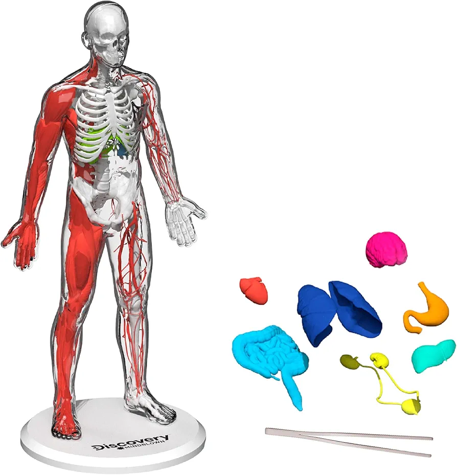 Discovery™ #Mindblown 3D Human Anatomy 28-Piece Biology Model with Glow-in-The-Dark Human Model, Hands on Learning, Age 8+