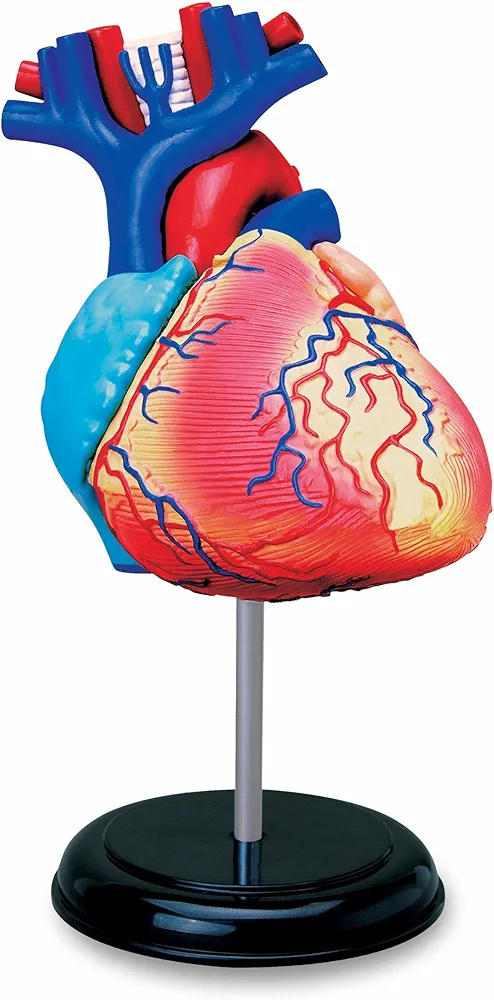 TEDCO Learn About Human Anatomy - Heart Anatomy Model (Age 8+)