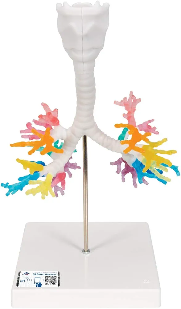 3B Scientific G23 Larynx w/ Bronchial Tree - 3B Smart Anatomy