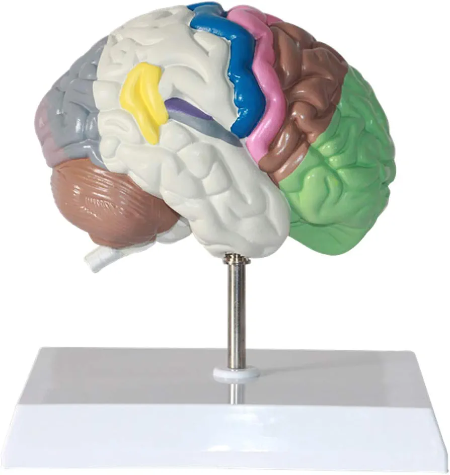 Teaching Model,Human Regional Brain Human Brain Model for Neuroscience Teaching with Labels 2 Times Life Size Anatomy Model for Learning Science Classroom