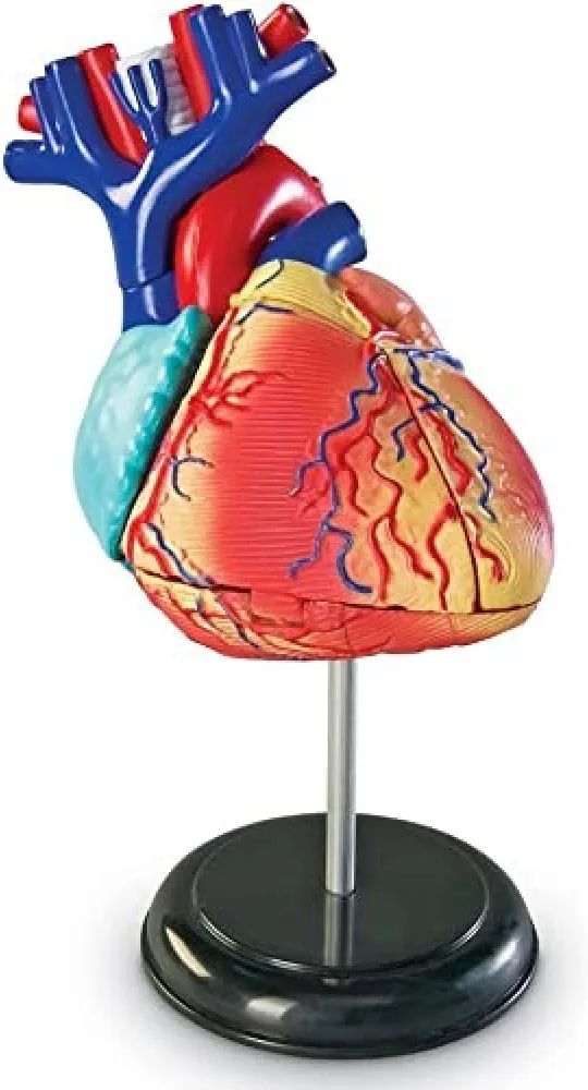 Learning Resources Human Heart Model, Working Heart Model, Anatomy for Kids, Human Body Heart Model, Educational Model, Ages 8+