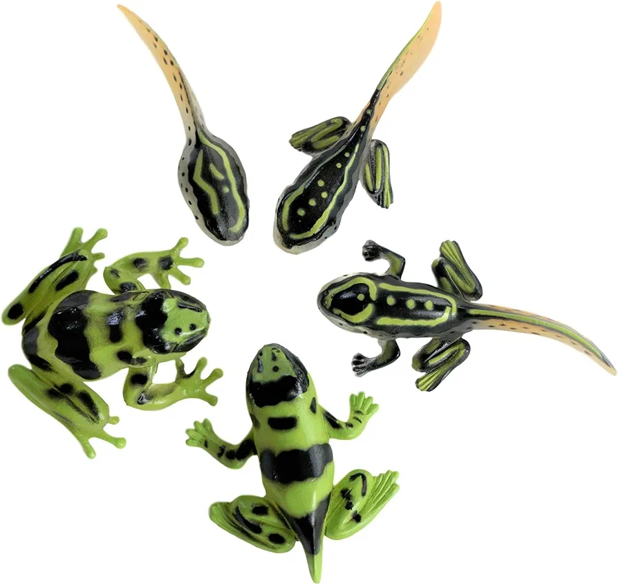 Sensory4u Frog Life Cycle Amphibian Metamorphosis Science Learning Toys