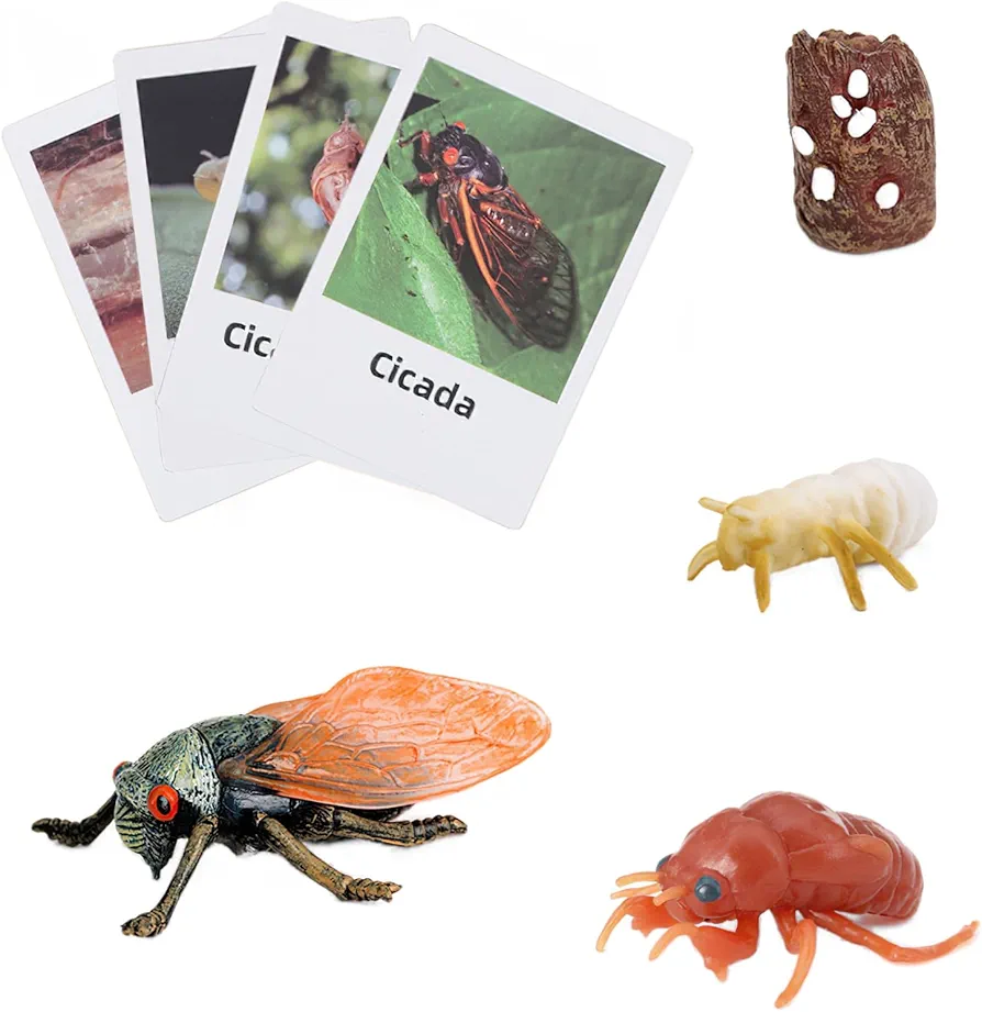 Montessori Life Cycle Animal Figurines Learning & Education Toys, Plastic Insect Life Cycle Toys for Kids, Preschool Learning Activities for Toddlers (Cicada)