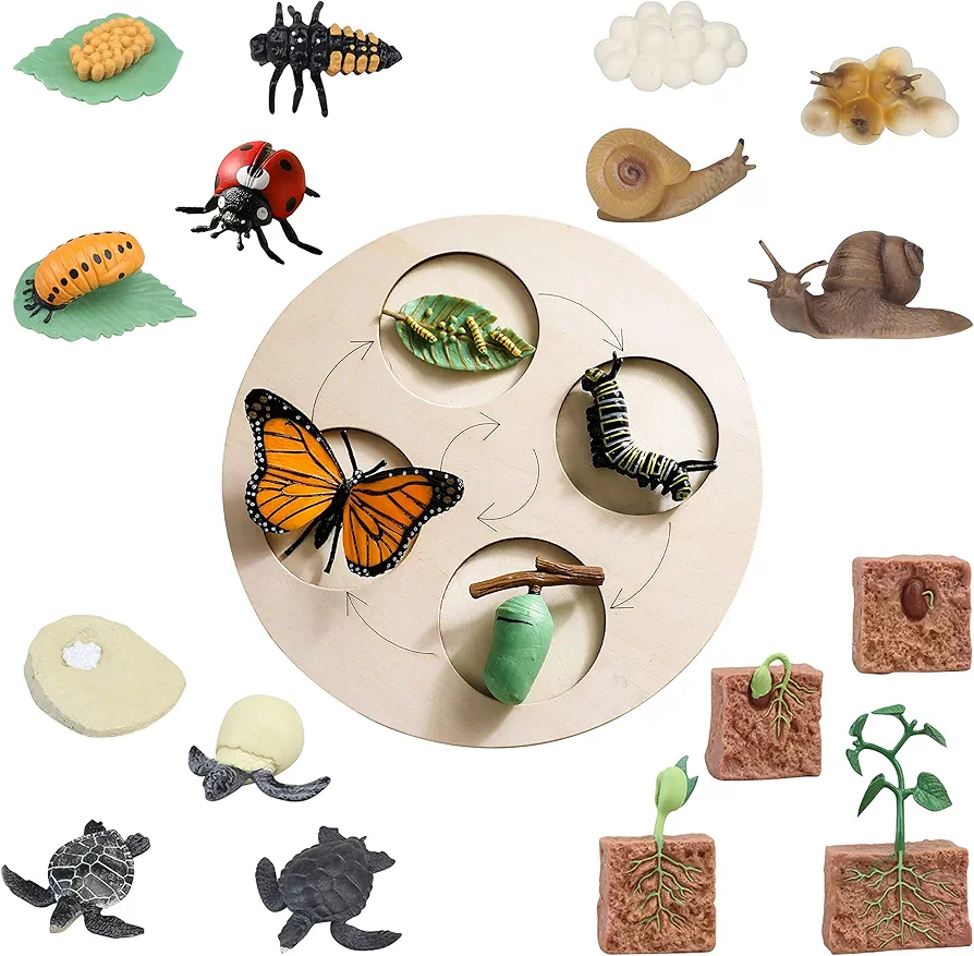 21 PCS Life Cycle Figurines of Butterfly Ladybug Snail Turtle Plant with Wooden Board, Realistic Animal Growth Cycle Figures, Education Learning Growth Stage Model Biology Science Kit Toy for Kids