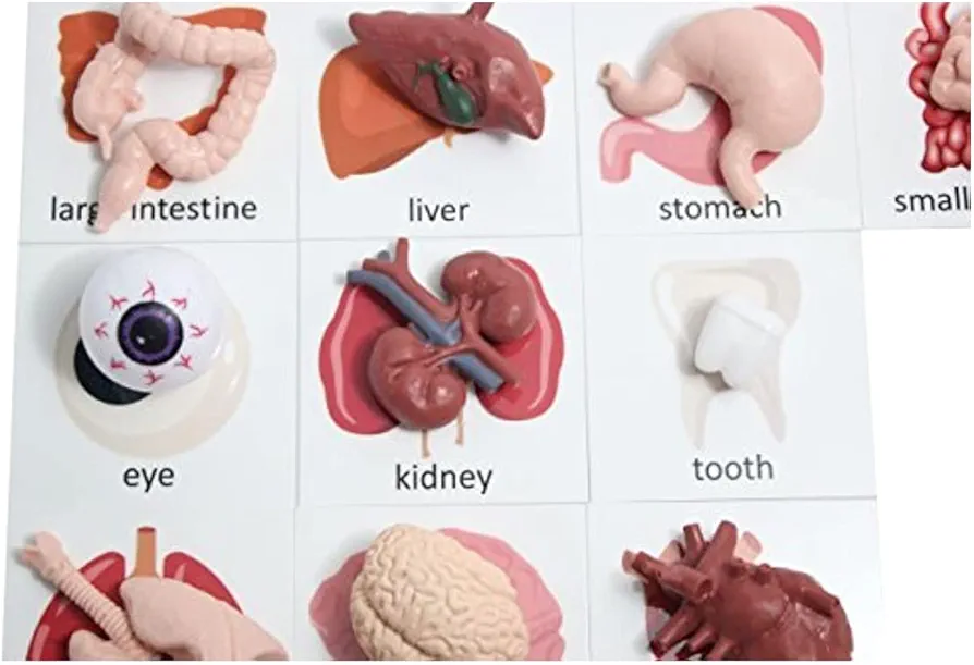 Montessori Human Organ Match - Miniature Body Parts with Cards to Match - Early Childhood Biology Learning Toy