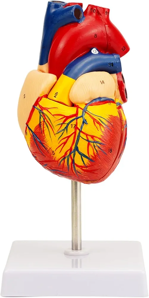 Human Heart Model Anatomy: QREBYQ 2-Part Life Size Anatomical Heart with Accurate Numbered Structures for Science Education, Held Together with Magnets