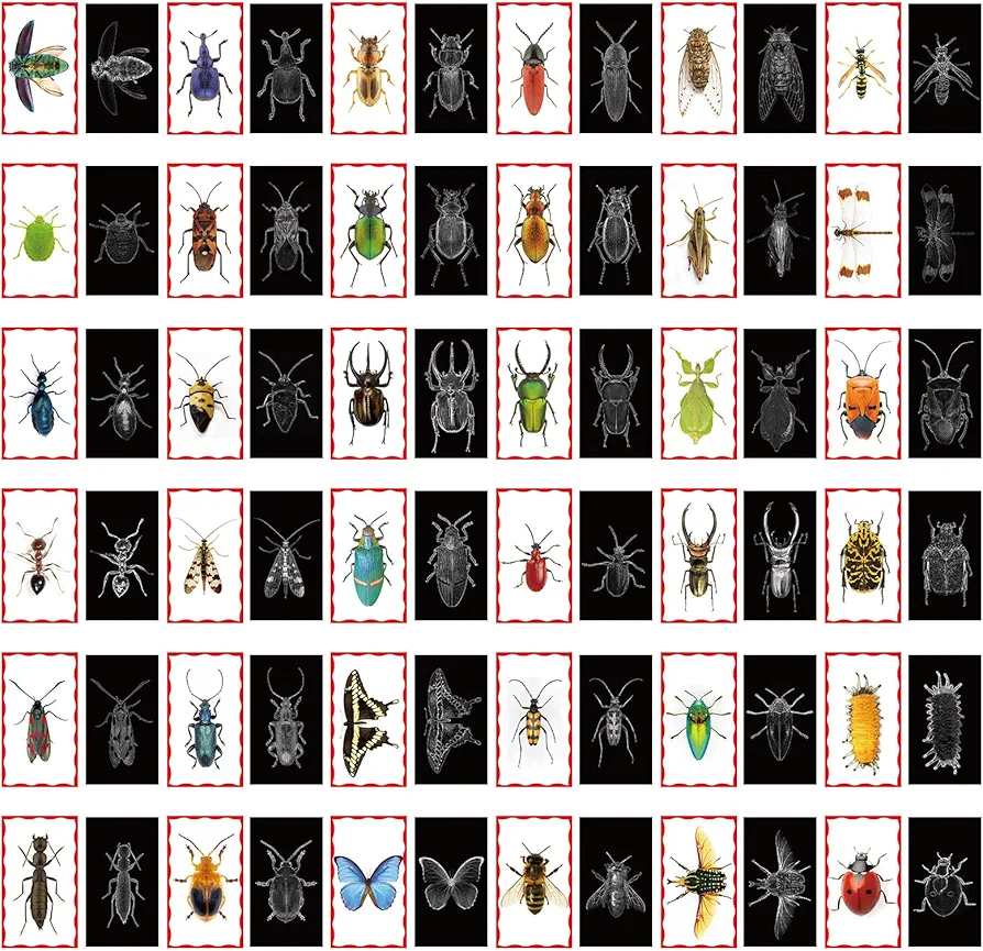 Insect X-Rays and Picture Cards Set includes 36 Pcs Insect X-Ray Pictures and 36 Pcs Matching Insect Cards Animal Anatomy Manipulatives for Kids Education Learning Activity