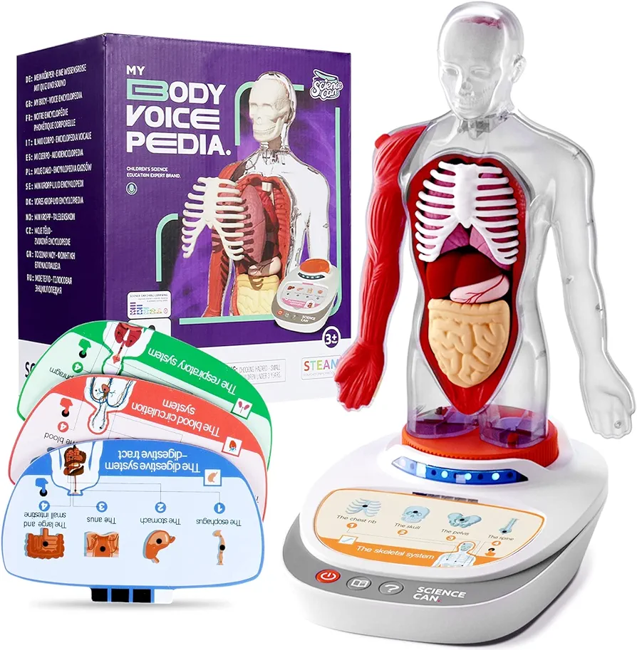 SCIENCE CAN Human Body Model for Kids, Interactive Anatomy Toys for Kids 5-7, Human Anatomy Model with 15 Pcs Removable