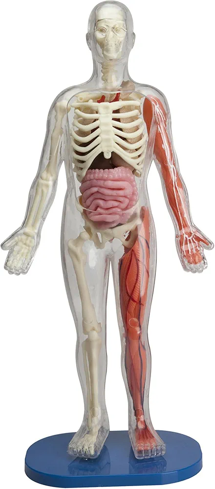 SmartLab Toys Squishy Human Body with 21 Removable Body Parts with Anatomy Book