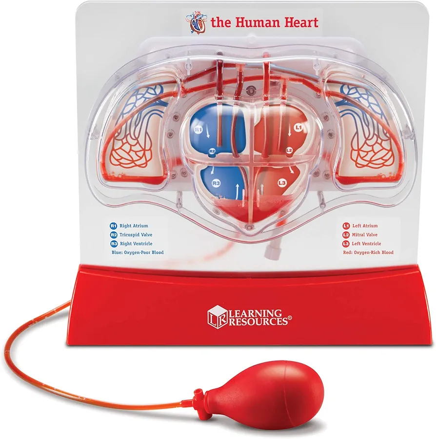 Learning Resources Pumping Heart Model - 1 Piece, Grades 3+ | Ages 8+ Educational Science Kit, Science Education Supplies, Science Teaching Supplies,Back to School Supplies,Teacher Supplies