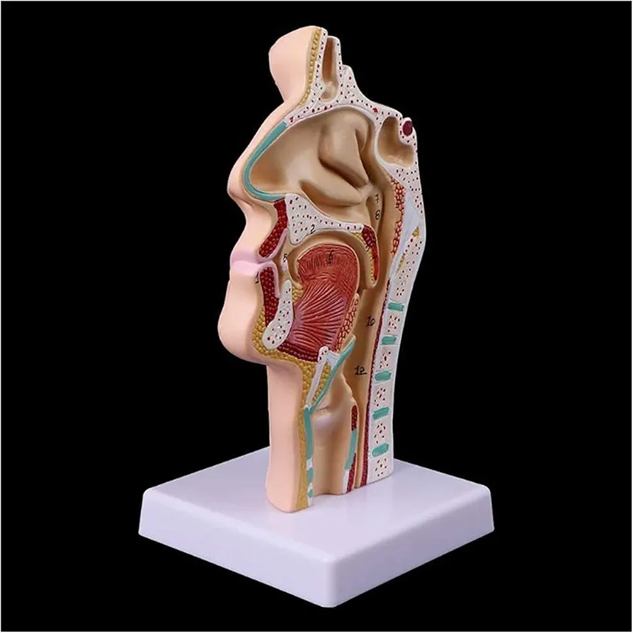 Model of The Throat of The Nasal Cavity Anatomical Tool The Teaching of The Model Doctor Human Anatomy,Medical Teaching rning Model