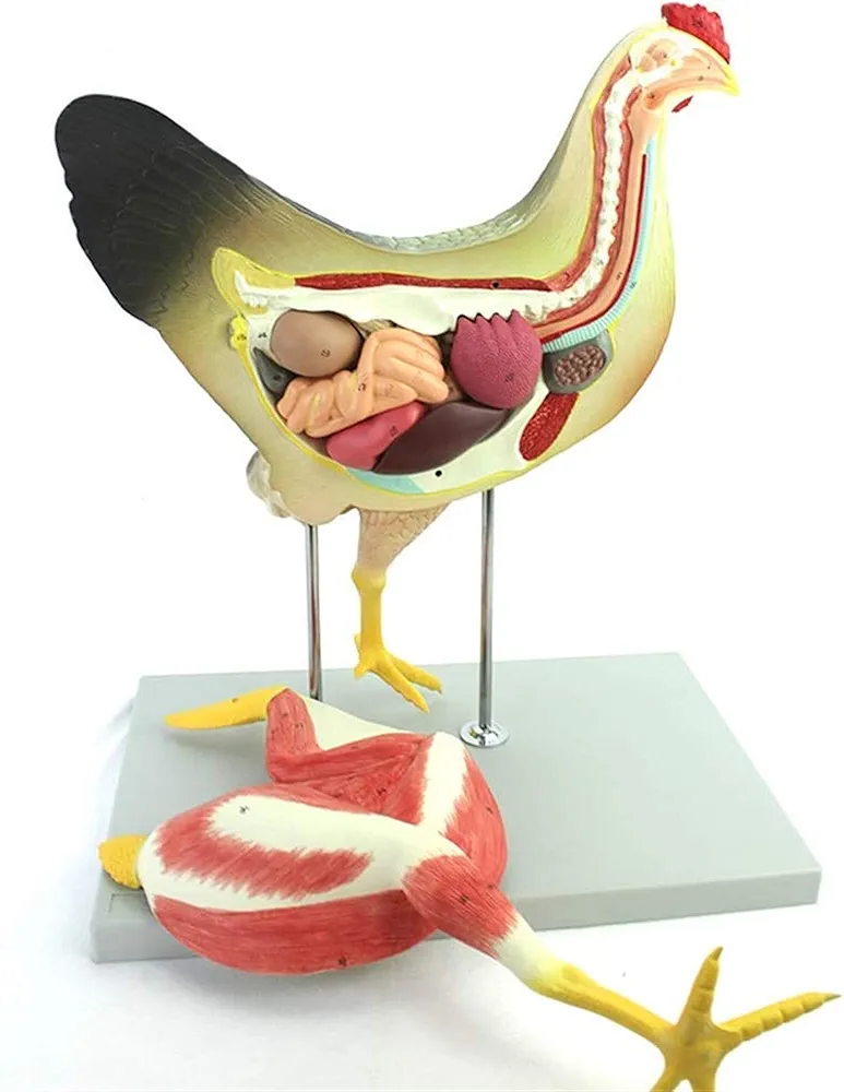 Body Model Anatomical Chicken Model Organ Visceral Muscles Nerves Poultry Veterinary Animal Anatomy Science Kits, Lab Supplies, Models & Educational Materials