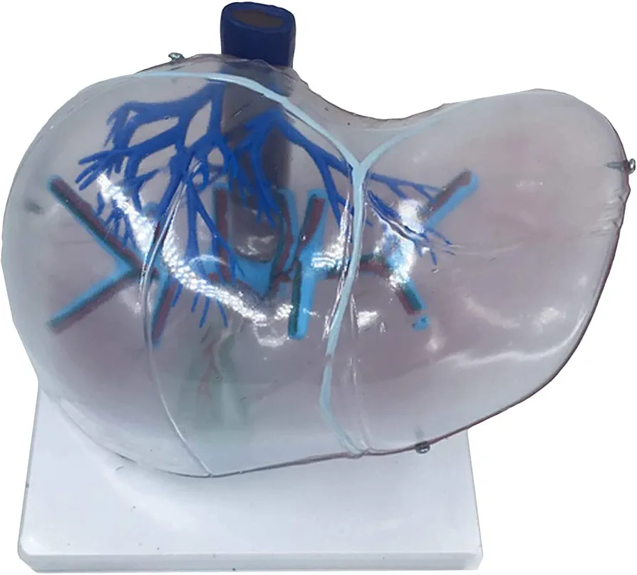 Body Model Liver Anatomical Model - Human Organ Anatomy Model Liver Organ Model - Educational Model Human Liver Anatomy Model - for Science Teaching Demonstration Research, Teaching