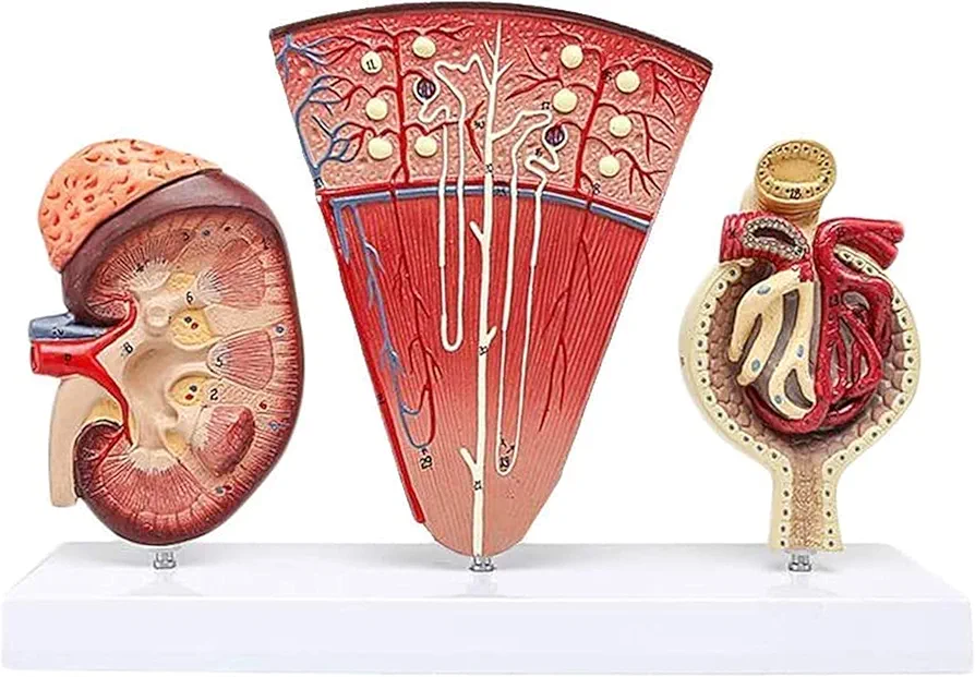 Body Model Educational Model Anatomical Kidney Model Human Organ Anatomy Model Kidney Model with Nephron Glomerular Urinary System Model for Educational Training Aid, Models