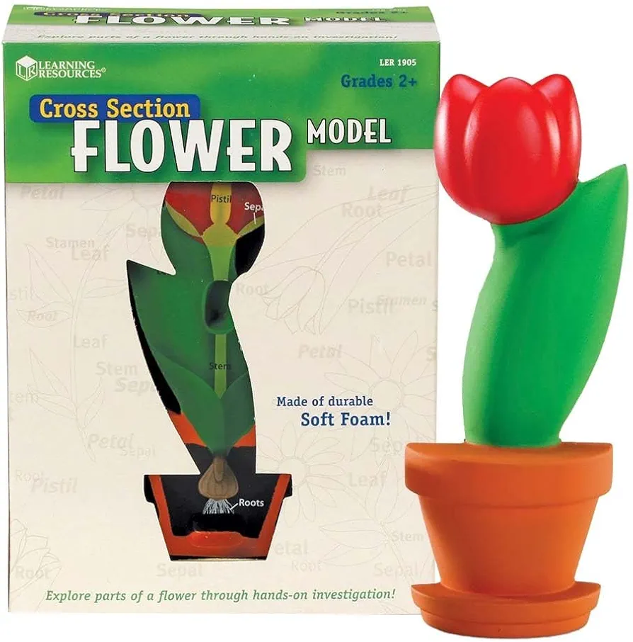 Learning Resources Cross-Section Flower Model, Classroom Foam Demonstration Model, Teaching Aids, 2 Piece Model, Grades 2+, STEM, Ages 7+