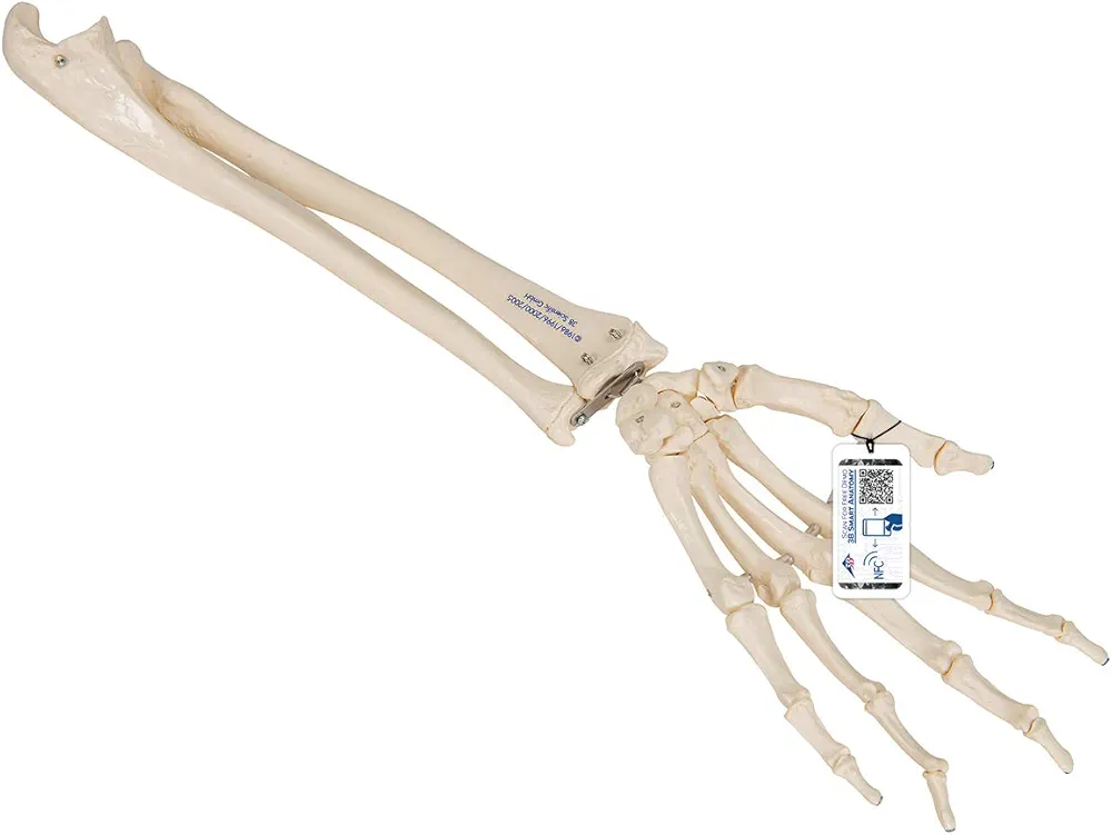 3B Scientific A40/3 Hand Skeleton w/Ulna-Radius loosely Strung - 3B Smart Anatomy