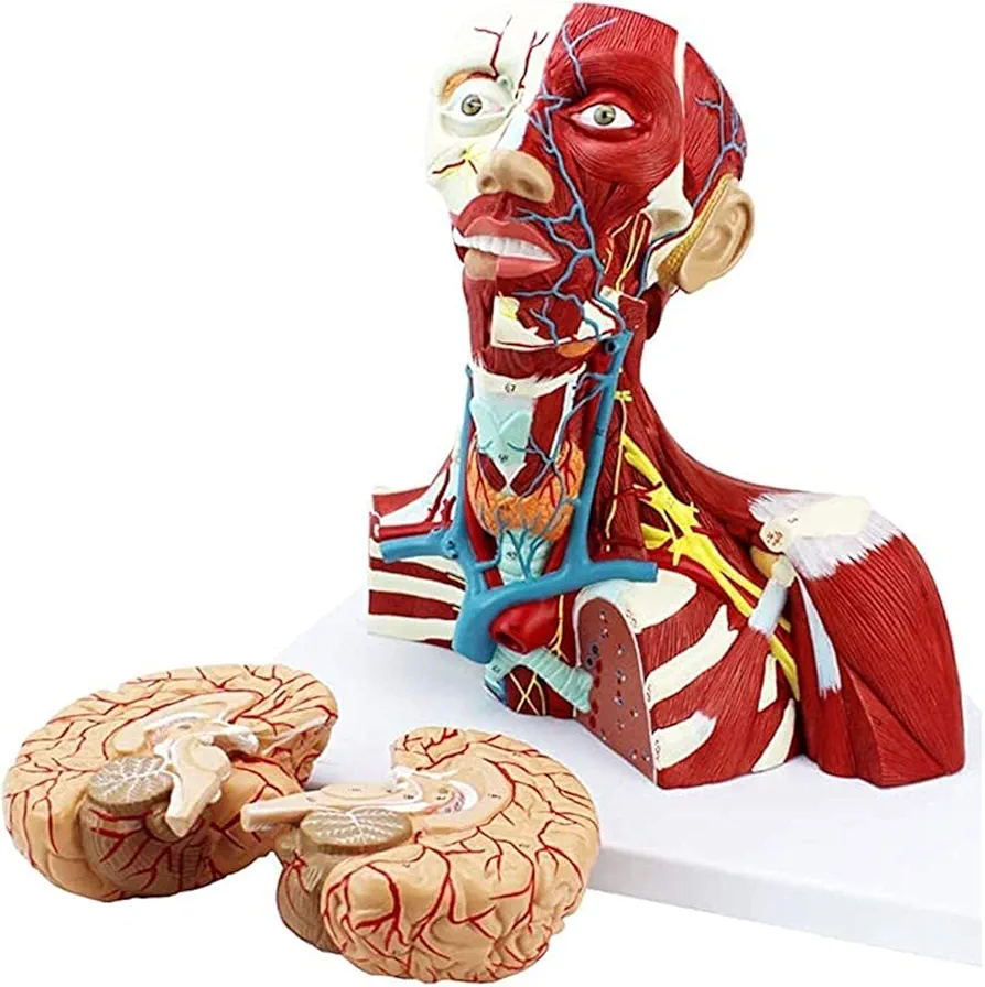 Human Head and Neck Muscle Neurovascular Brain Model Human Body 1: 1 Ratio Design Head and Neck Anatomy Suitable (33 X 22 X 42cm)