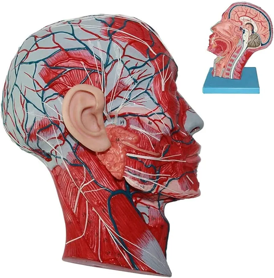 Brain Model Anatomiy Median Sagittal Section Head Vascular Nerve Head Anatomical Model Human Anatomy Science Models (27 X 20 X 10cm)