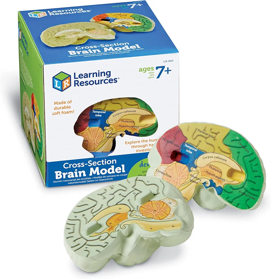 Learning Resources Cross-section Brain Model - 2 Pieces, Ages 7+ Brain Anatomy Model, Brain Functions Model, Human Anatomy for Kids, Foam Brain Model,Back to School Supplies