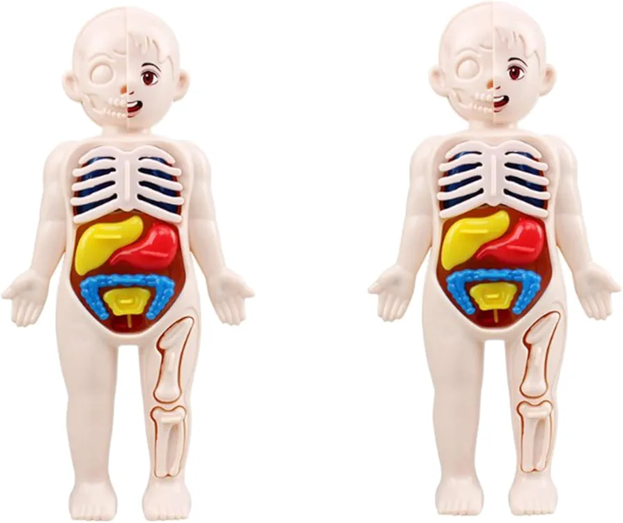 2 Pack Human Body Model Anatomy for Kids,Interactive Removable Squishy Human Body for 8-12 Years Boys,Removable DIY Human Body Modle for Learning & Education Science Kit for Kids.